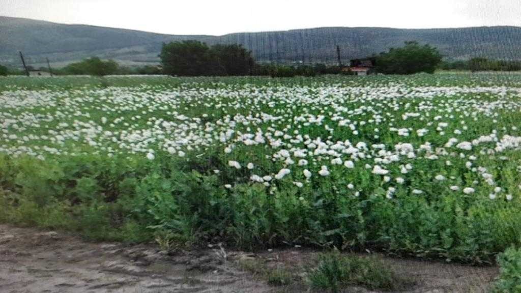 DENİZLİ’DE UYUŞTURUCU TACİRLERİNE YÖNELİK DÜZENLENEN OPERASYONDA 610 BİN KÖK HAŞHAŞ