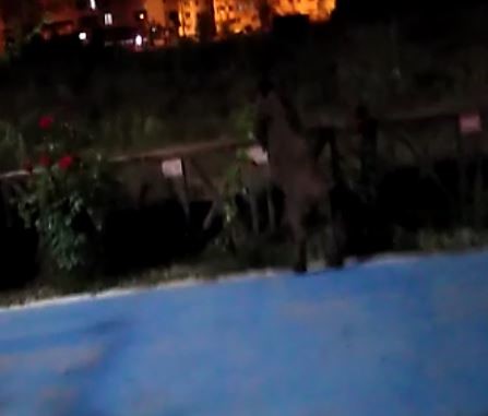 TUNCELİ’DE CEP TELEFONU KAMERASIYLA ÇEKİLEN YABAN DOMUZUNUN ÇEVİKLİĞİ ŞAŞIRTTI.