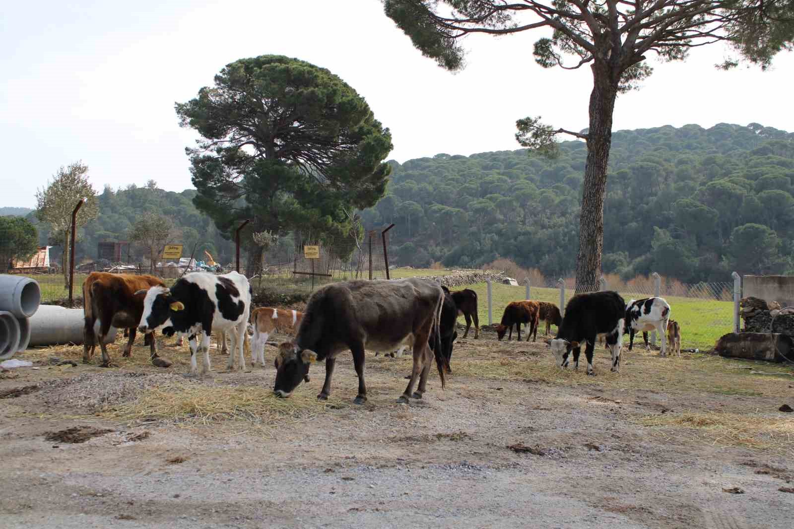 (ARŞİV FOTO) - AYDIN’IN EFELER İLÇESİNDE 3 BİN DÖNÜMLÜK ASKERİ