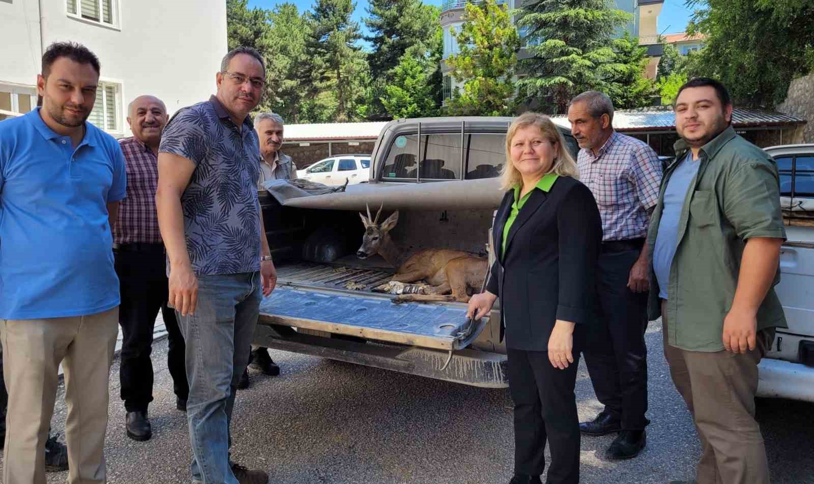 AMASYA’DA AYAĞINDAN YARALI HALDE BULUNAN YARALI KARACAYA İLK MÜDAHALEYİ VATANDAŞLAR
