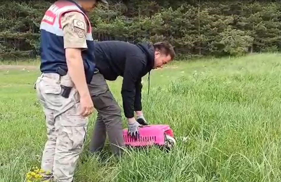 ARDAHAN’DA YARALI OLARAK YOL KENARINDA BULUNAN PORSUK, 12 GÜNLÜK TEDAVİSİNİN