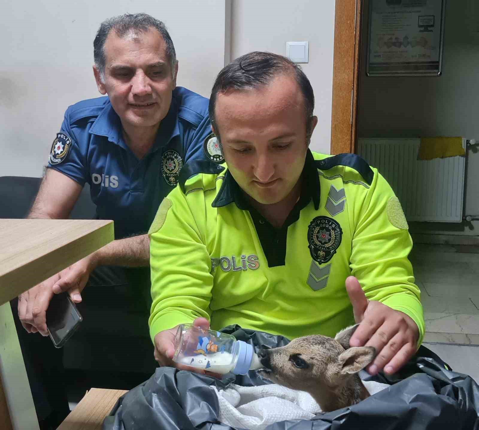 ORDU’NUN İKİZCE İLÇESİNDE VATANDAŞLAR TARAFINDAN BULUNAN YARALI YAVRU KARACAYA POLİS