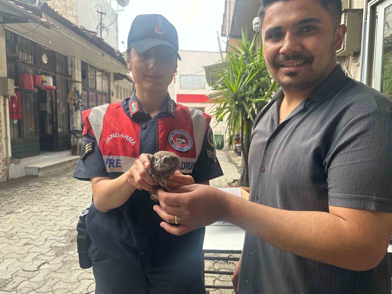 AYDIN’IN YENİPAZAR İLÇESİNDE DOĞADA YARALI HALDE BULUNAN YAVRU BAYKUŞ, KORUMA