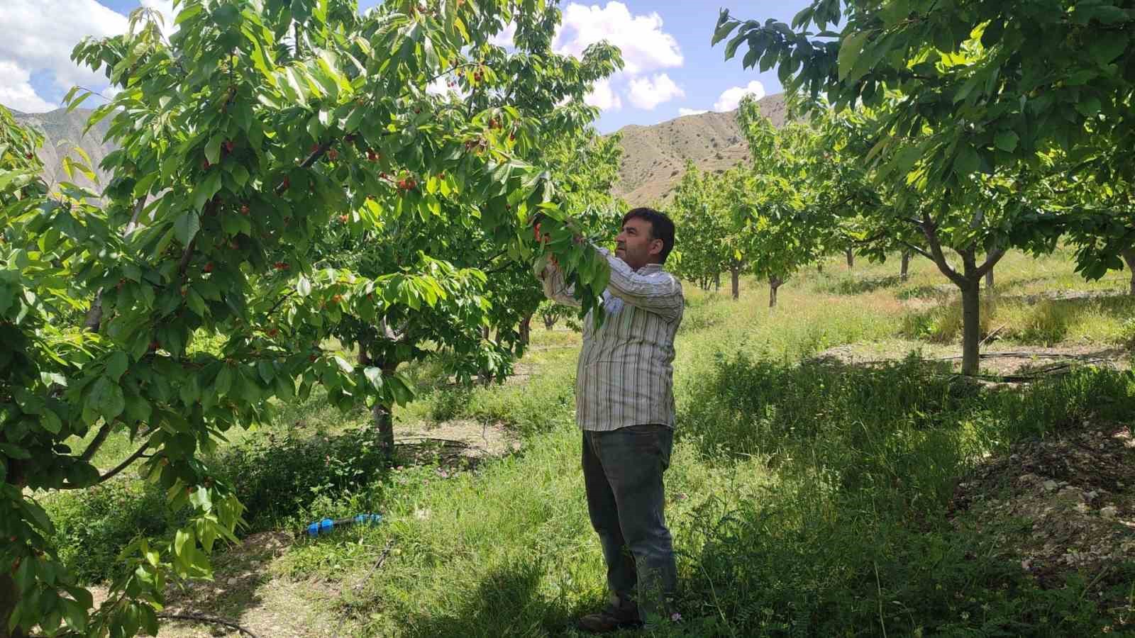 ERZURUMLU ÇİFTÇİ UZUNDERE İLÇESİNDE HER YIL 7 TON KİRAZ ÜRETİYOR.