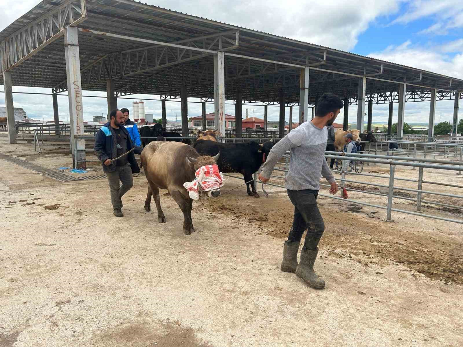 YOZGAT’TA HAYVAN PAZARLARI KURULMAYA BAŞLADI