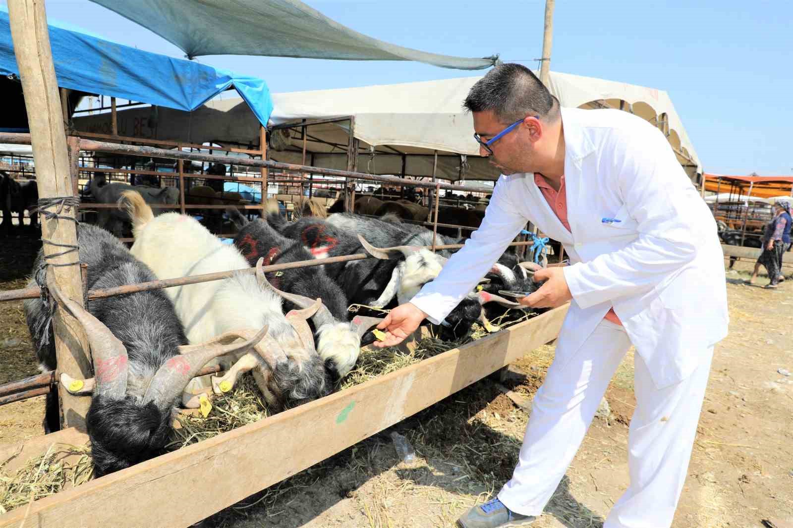 YÜREĞİR BELEDİYESİ YAKLAŞAN KURBAN BAYRAMI ÖNCESİ İLÇEDE KURBAN SATIŞ VE