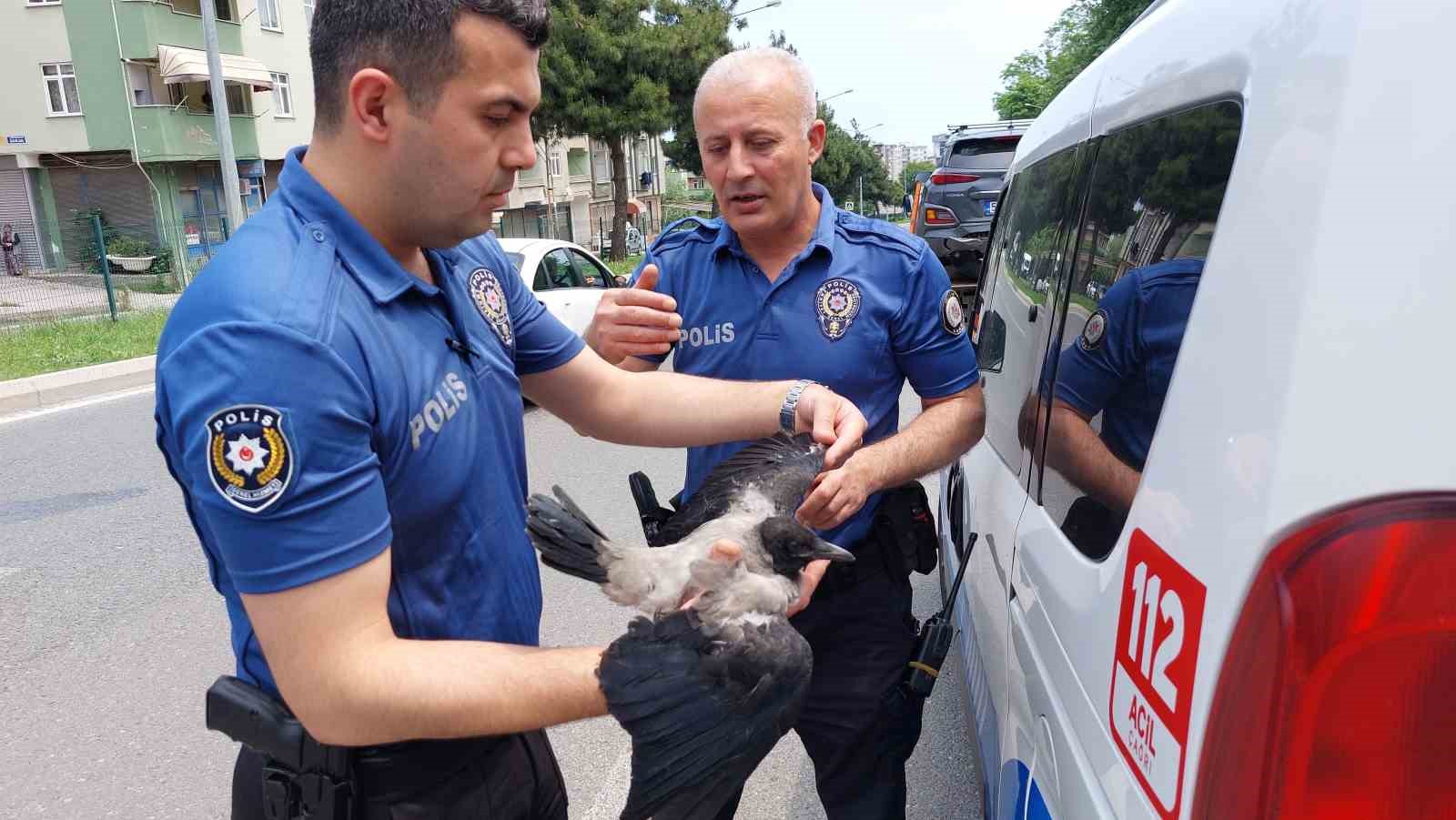 SAMSUN'DA AĞAÇTAKİ YUVADAN DÜŞEN KARGA YAVRUSUNUN SEBEP OLDUĞU ZİNCİRLEME TRAFİK