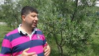 BALIKESİR’İN KUZEY EGE BÖLGESİNDEKİ KIYILARDA ZEYTİN ÜRETİCİLERİ KURAKLIK İLE MÜCADELE