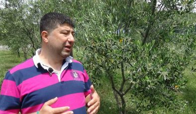Zeytin üreticisinin gözü Haziran yağmurlarında