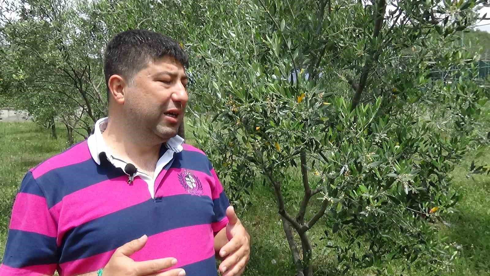 BALIKESİR’İN KUZEY EGE BÖLGESİNDEKİ KIYILARDA ZEYTİN ÜRETİCİLERİ KURAKLIK İLE MÜCADELE