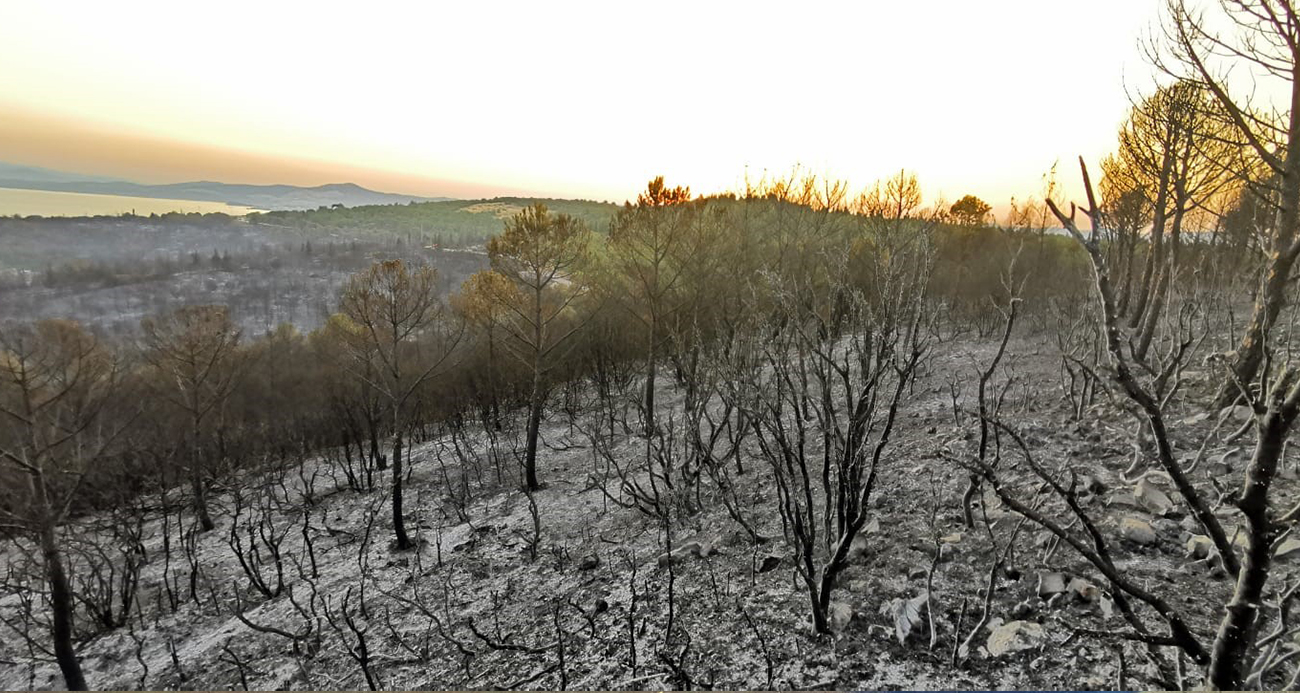 İzmir’in Aliağa ve Menderes ilçesinde ormanlık alanda çıkan iki ayrı