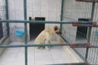 Bursa’nın İnegöl ilçesi Akhisar Mahallesi’nde meydana gelen olayda sahipli köpeğin