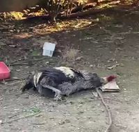 Karabük’te uzun uzun öten horoz nefesi tükenince bayıldı. Horozun bayılma