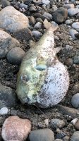 Olta balıkçılığının serbest olduğu alanlarda avlanan vatandaşların oltalarına zehirli Balon