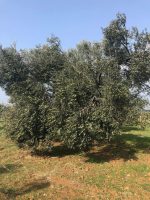 Ulusal Zeytin Konseyi Antalya Temsilcisi ve Güney Akdeniz Rekolte Tespit