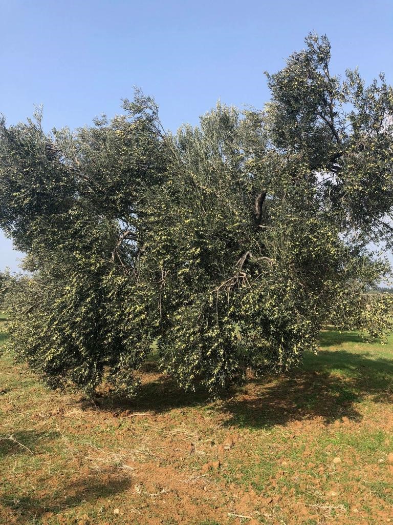 Ulusal Zeytin Konseyi Antalya Temsilcisi ve Güney Akdeniz Rekolte Tespit