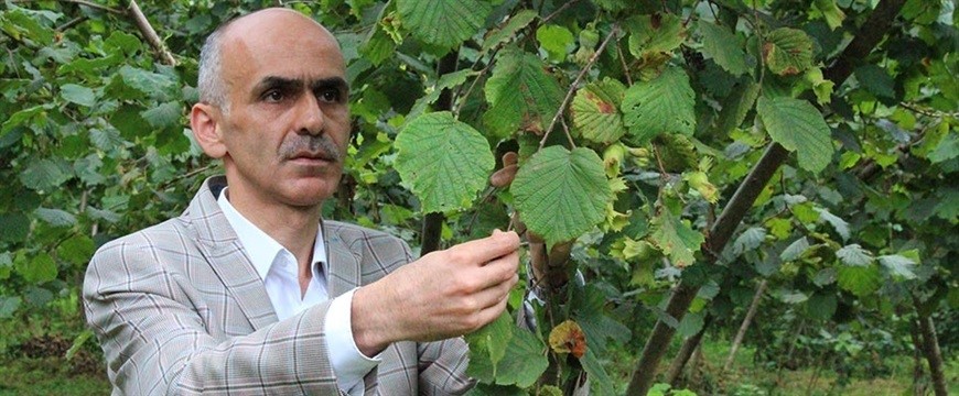 Fındık üreticisi hasat öncesi fiyatın açıklanmasını bekliyor Giresun Ziraat Odası Başkanı Nurittin Karan, fındık hasadına günler kala