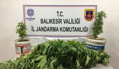 Bandırma’da kamu arazisine kenevir ekmişler