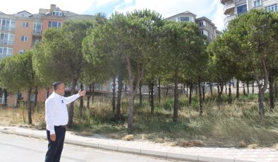 Belediye yer satışı için ağaçları sökecek