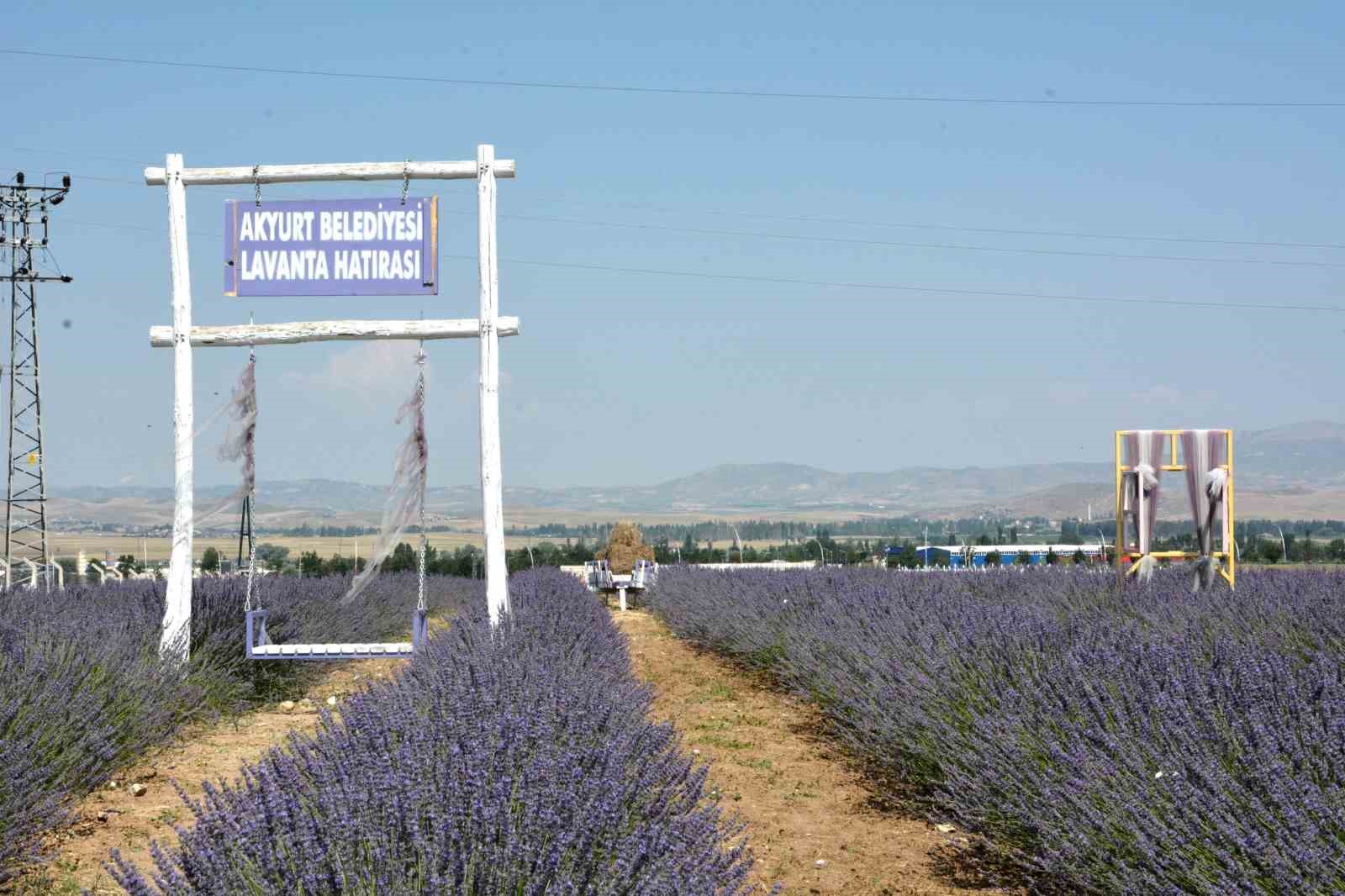 ANKARA’NIN AKYURT BELEDİYESİ, ESENBOĞA HAVALİMANI YOLU ÜZERİNDE LAVANTA BAHÇESİ AÇTI.