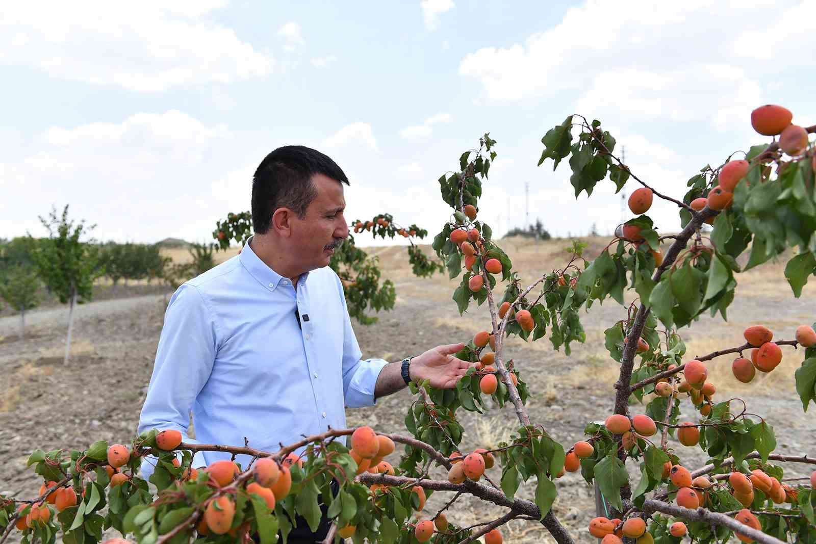 ALTINDAĞ BELEDİYESİ TARAFINDAN 2019 YILINDA İLÇEYE KAZANDIRILAN GİCİK MEYVE ORMANI,