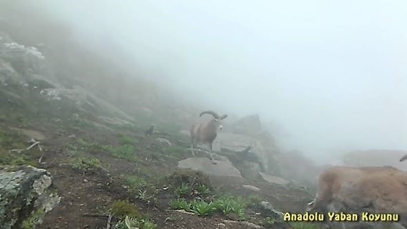TARIM VE ORMAN BAKANLIĞI DOĞA KORUMA VE MİLLİ PARKLAR GENEL