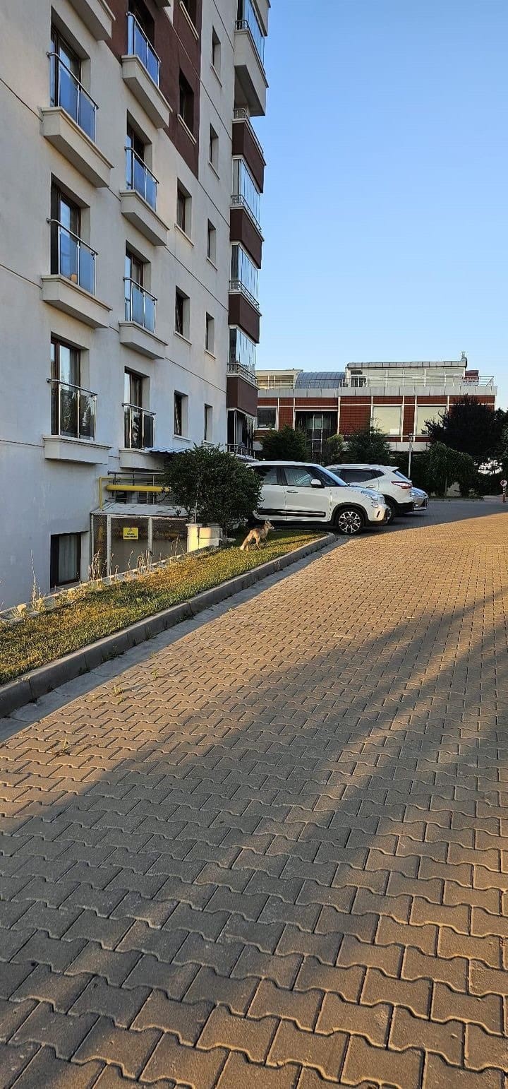 ANKARA’NIN ETİMESGUT İLÇESİNDE AÇ KALAN TİLKİ SİTE BAHÇESİNDE YEMEK ARARKEN