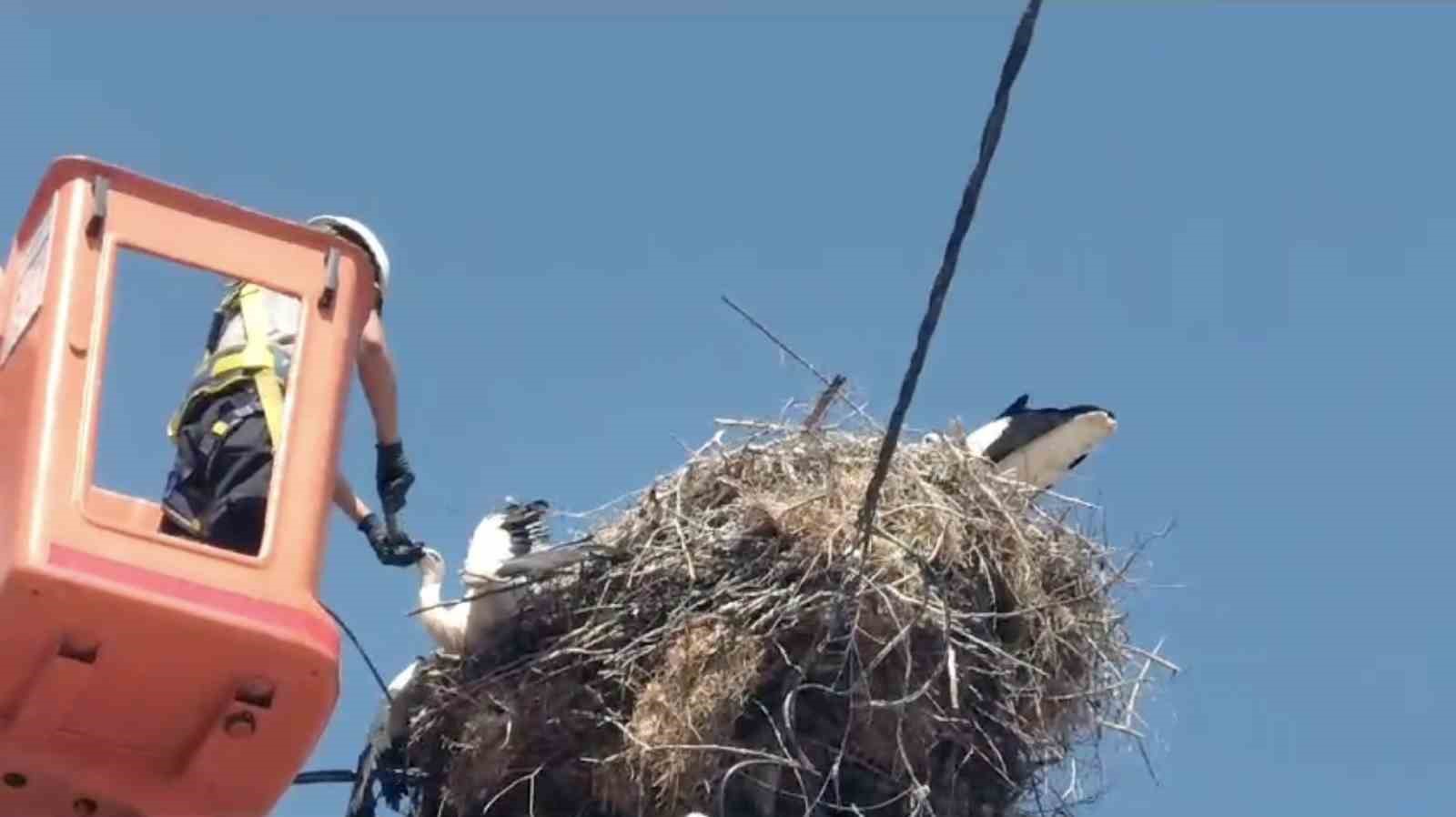 TEKİRDAĞ’DA YUVASINDA AYAĞINA İP DOLANAN LEYLEK YAVRUSU KURTARILDI.
