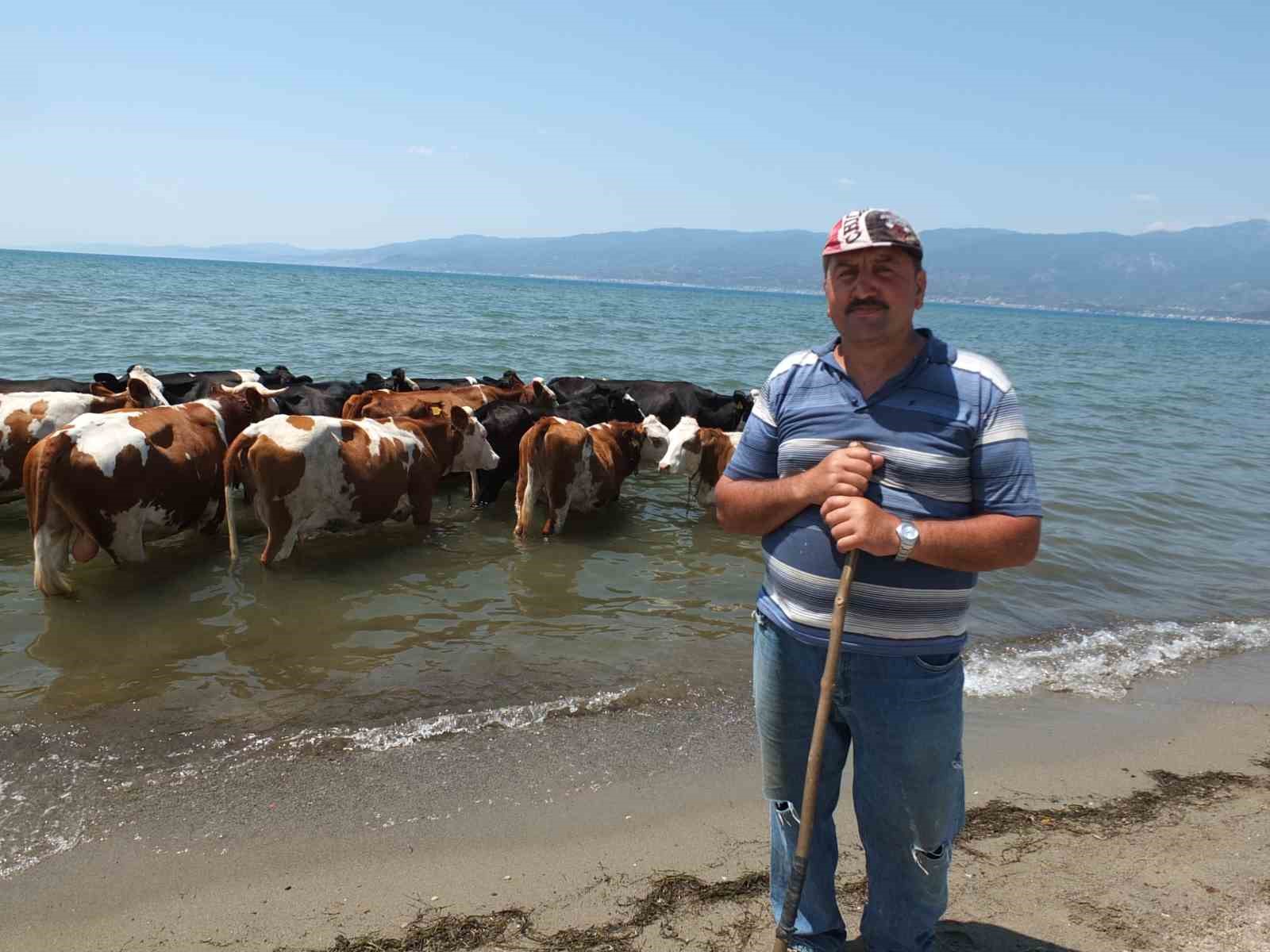 ORJAN SAHİLLERİNDE İNEK OTLATAN KADİR KORKAK (52), SICAKTAN BUNALAN İNEKLERİN
