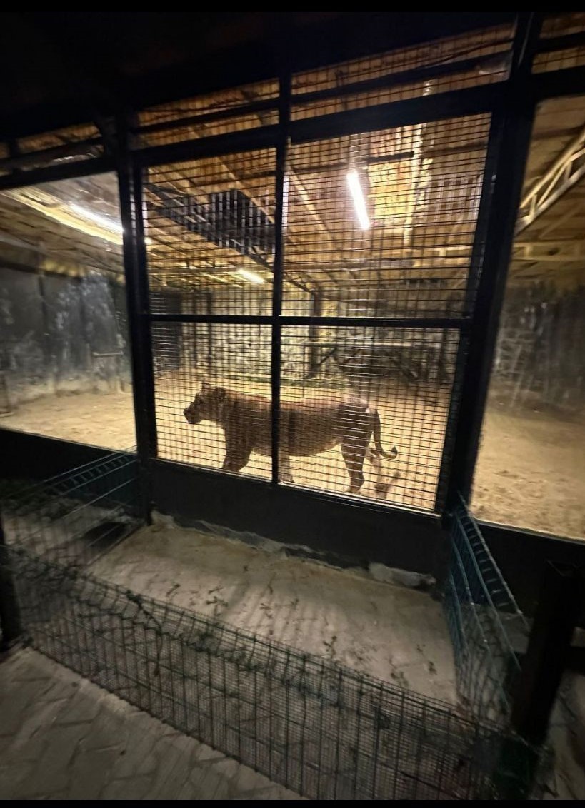 BEYKOZ’DA ORMANLIK ALANDAN ASLAN KÜKREMESİ DUYULDUĞU İHBARI ÜZERİNE HAREKETE GEÇEN