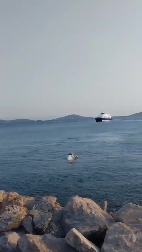 KADIKÖY’DE BOSTANCI SAHİLİ'NDE YÜZEN YUNUSLAR VATANDAŞIN İLGİSİNİ ÇEKTİ. YUNUSLARIN BOSTANCI