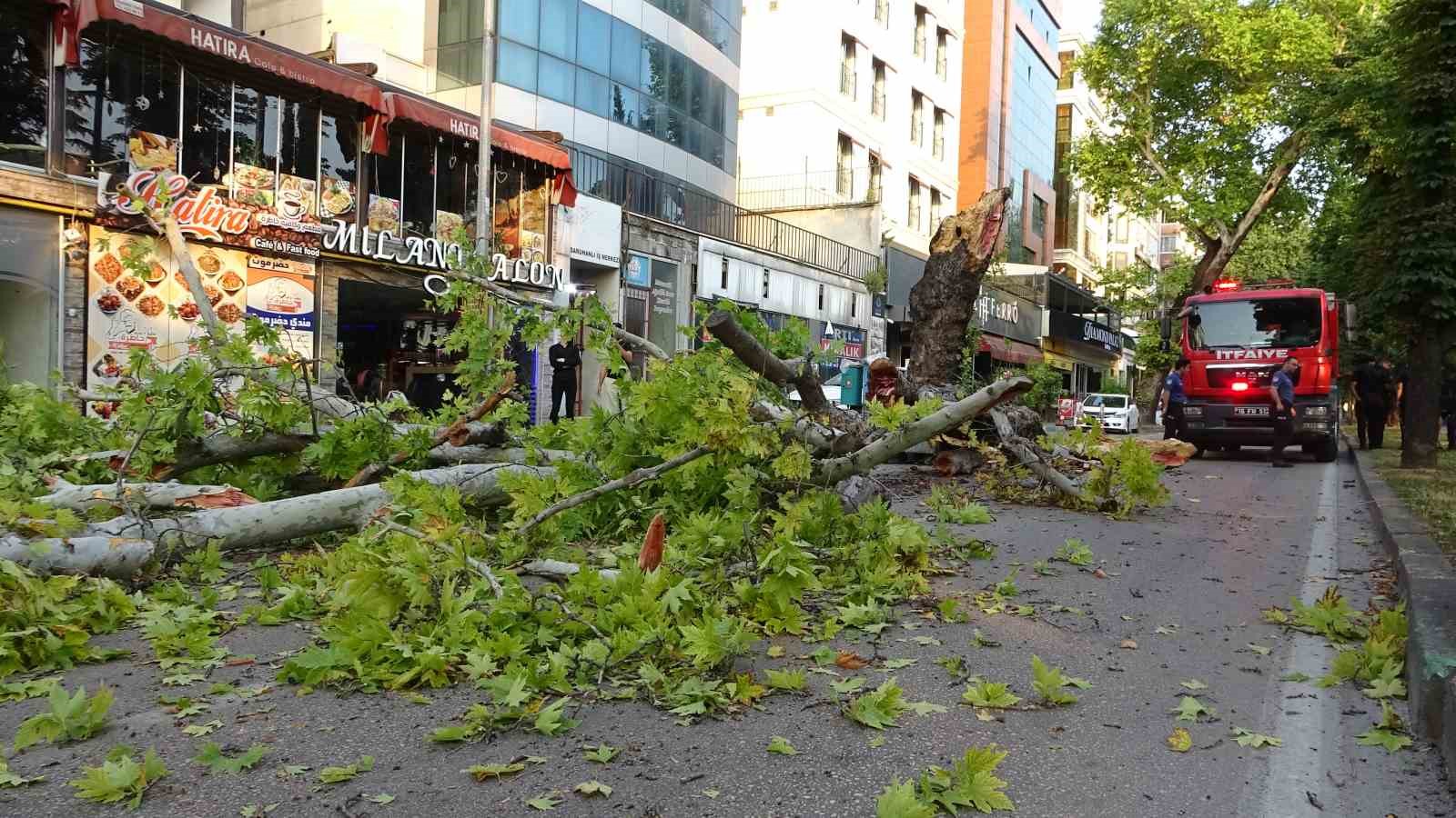 BURSA’DA DEVASA BÜYÜKLÜKTEKİ ÇINAR AĞACI KÖKÜNÜN ÇÜRÜMESİ SONUCUNDA CADDEYE DEVRİLDİ.