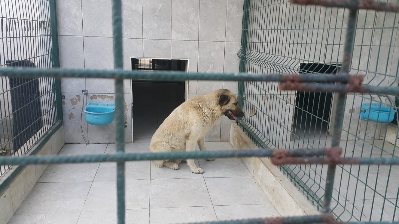 BURSA'NIN İNEGÖL İLÇESİ AKHİSAR MAHALLESİNDE MEYDANA GELEN OLAYDA SAHİPLİ KÖPEĞİN