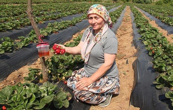 ÇANAKKALE'NİN ÇİLEK YETİŞTİRİCİLİĞİ AÇISINDAN POTANSİYELİ YÜKSEK YENİCE İLÇESİNE BAĞLI REŞADİYE
