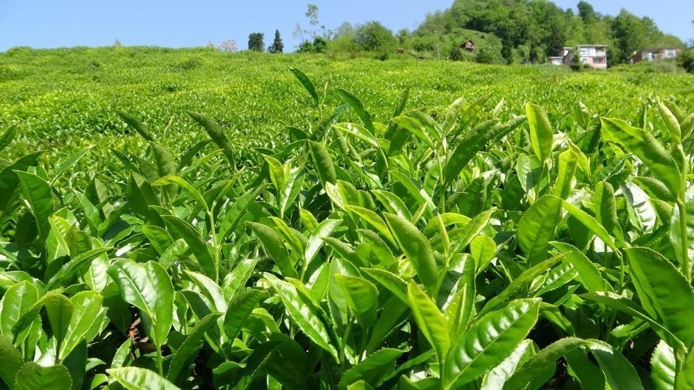 ÇAYKUR 2. sürgün yaş çay alımlarını kontenjansız devam ediyor 2. SÜRGÜN YAŞ ÇAY ALIM KAMPANYASI DÖNEMİNDE DE KONTENJANSIZ ALIMLARINI