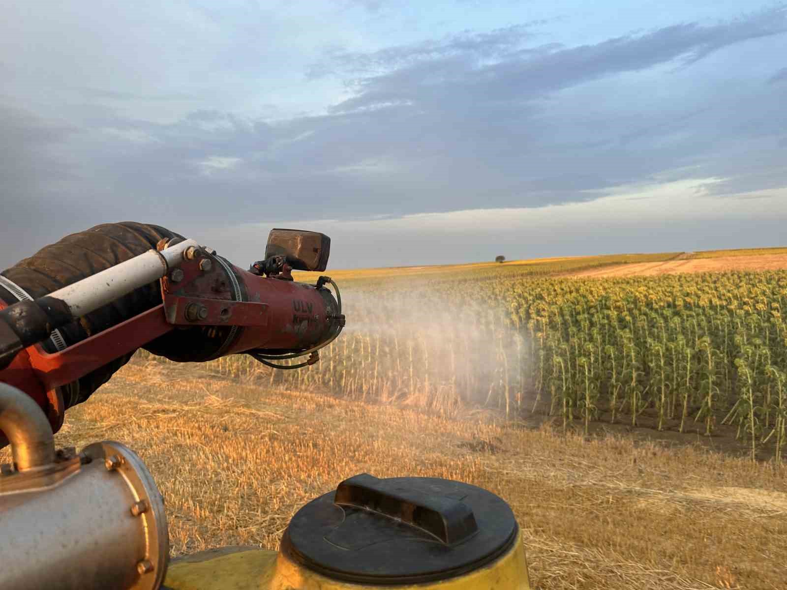 TEKİRDAĞ’IN MURATLI İLÇESİNDE SICAK HAVALARIN ETKİSİYLE ÇOĞALAN VE SÜRÜLER HALİNDE