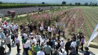 Türkiye’nin ilk ve tek Aromaterapi Festivali bu yılda renkli görüntülere