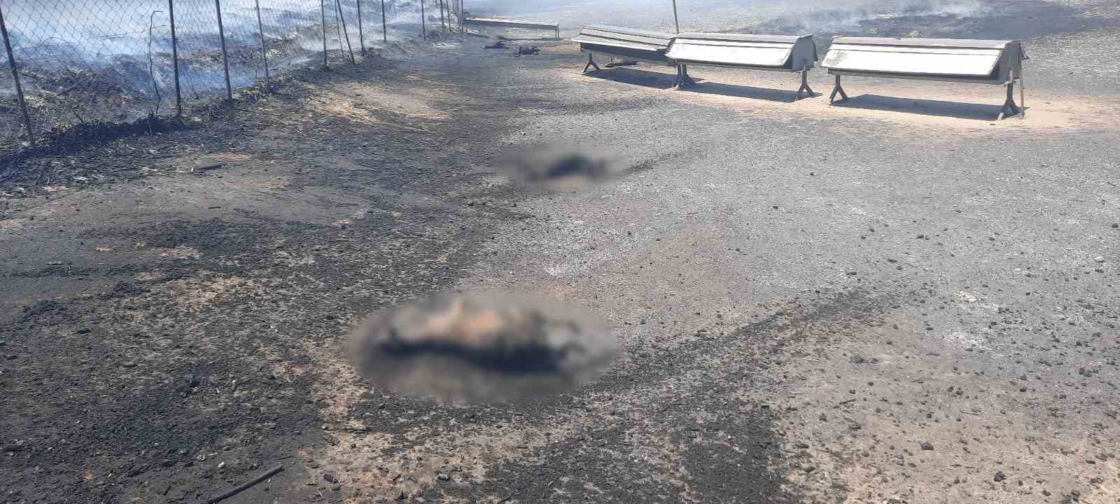 ÇANAKKALE’NİN GELİBOLU İLÇESİ YENİKÖY’DE HÜSEYİN ÜSTÜN’E AİT AĞILDA ÇIKAN YANGINDAN