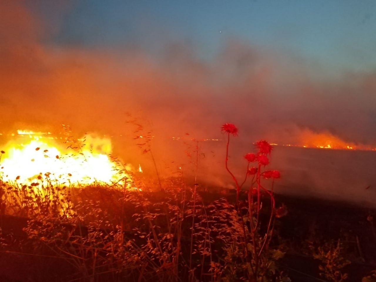 GÖNEN'DE ANIZ YANGINI, 60 DÖNÜM YER KÜL OLDU