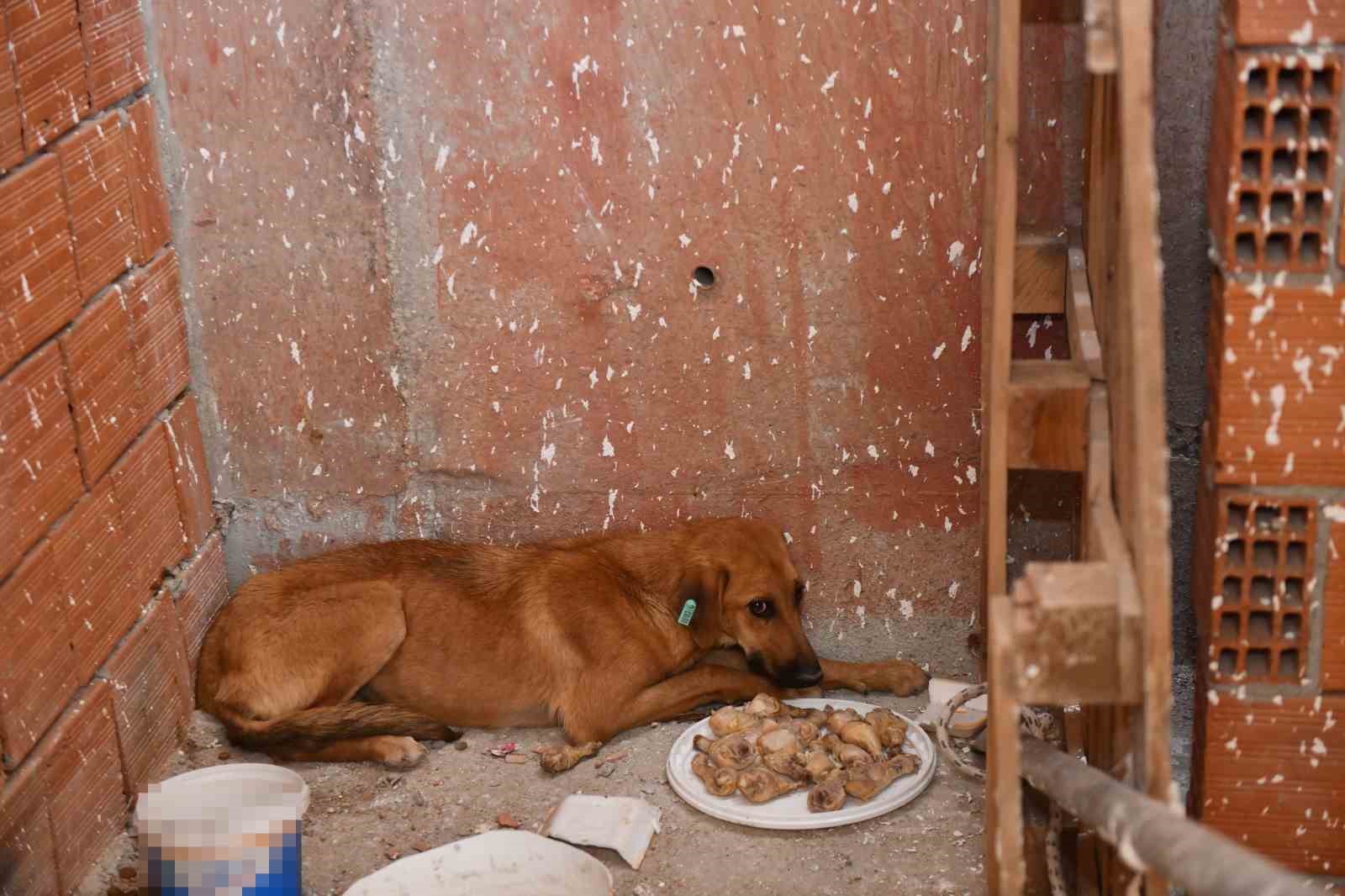 İNŞAATTA MAHSUR KALAN KÖPEĞİ ESENYURT BELEDİYESİ EKİPLERİ KURTARDI
