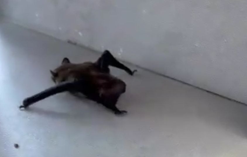 İSTANBUL'DA HAVALARIN ISINMASI İLE EVLERE GİREN YARASALAR PANİĞE NEDEN OLDU.