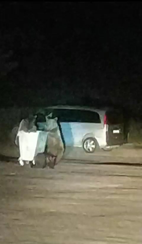 BURSA’DA YAVRULARIYLA PİKNİK ALANLARINA İNEN AYIYI GÖREN VATANDAŞLAR ŞAŞKINLIK YAŞADI.