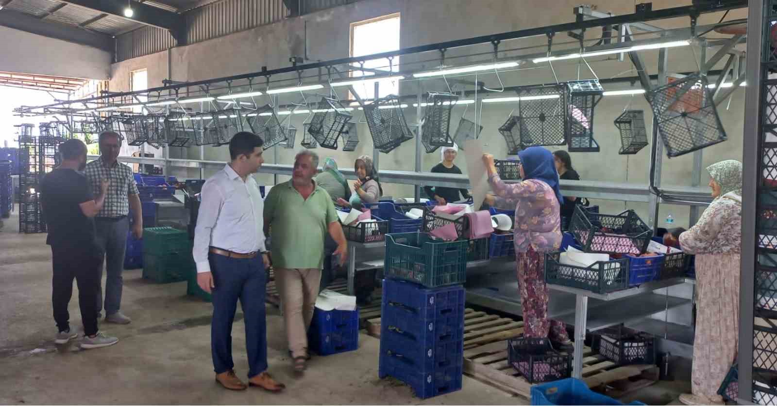 ÇANAKKALE'NİN BAYRAMİÇ İLÇESİNDE KAYMAKAM ALPER TAŞ, BAYRAMİÇ ELMASI ÜRÜNLERİNİN TÜKETİCİYE
