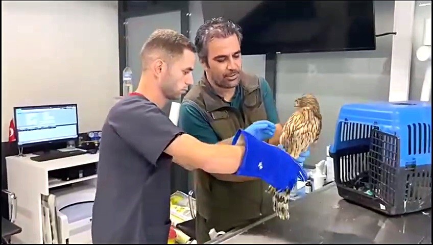 Kazdağı’nda bulunan yaralı çakır kuşu tedavi altına alındı EDREMİT İLÇESİNDE VATANDAŞLAR TARAFINDAN VE KAZDAĞI MİLLİ PARKLAR ŞEFLİĞİNE TESLİM