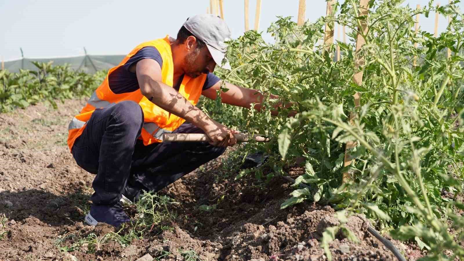 KEÇİÖREN BELEDİYESİ TARAFINDAN İLÇEDEKİ BAĞLUM SEMTİNDE 20 DÖNÜMLÜK ALANA KURULAN