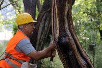 DÜNYA’DA SADECE GÜNEY AMERİKA, HONDURAS VE MUĞLA’DA YETİŞEN, MISIR UYGARLIĞINDA