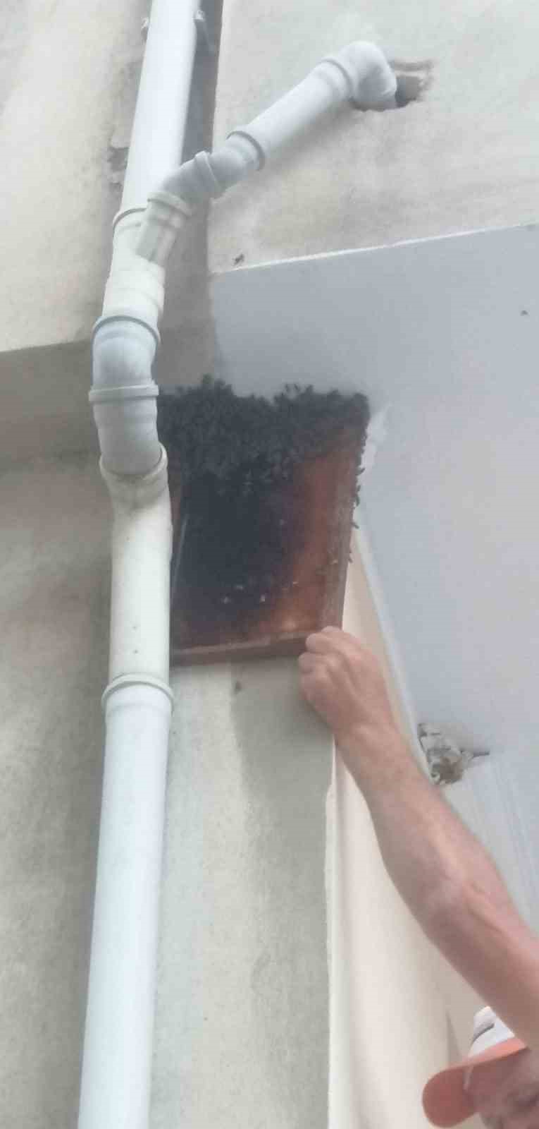 BURSA'NIN İNEGÖL İLÇESİNDE KRALİÇE ARIYLA BERABER KOVANDAN FİRAR EDEN BİNLERCE