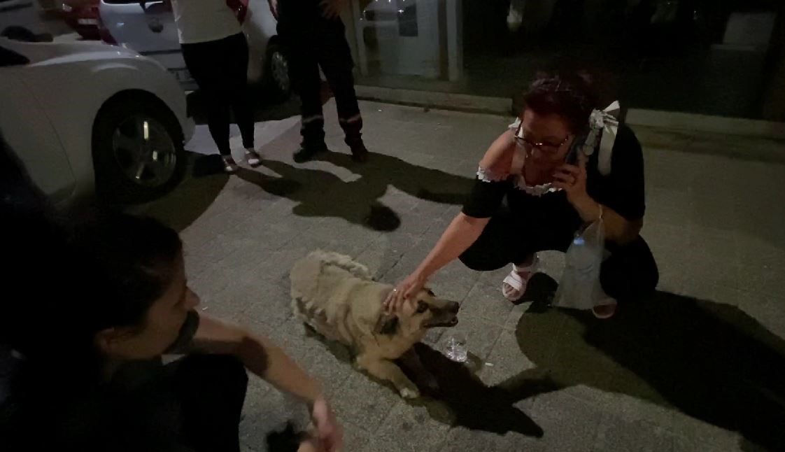 MAHALLENİN SEVİLEN KÖPEĞİ PSİKOPAT’A ARABA ÇARPTI