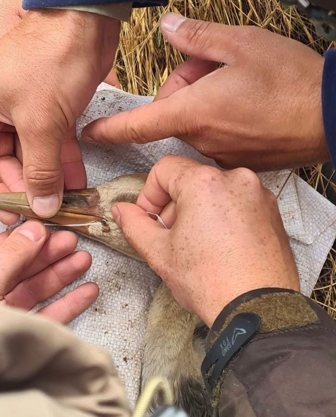 DOĞA KORUMA VE MİLLİ PARKLAR GENEL MÜDÜRLÜĞÜ “TURNALAR TÜRKÜLERDE KALMASIN”