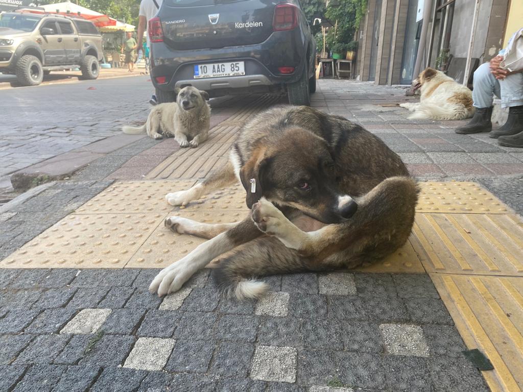 Bandırma’da hava sıcaklıklarının artması nedeniyle sivrisinek ve pire popülasyonu arttı.